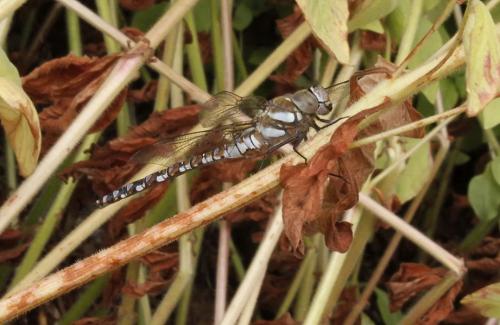 Aeshna mixta